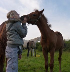 Virkan F - Tibet x Vikuba (Kubay Khan) bred by Faber Arabians