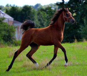 Maïla F - Tibet x Monserrat (Namaz) bred by Faber Arabians