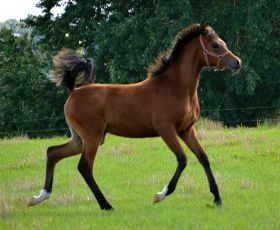 Maïla F - Tibet x Monserrat (Namaz) bred by Faber Arabians