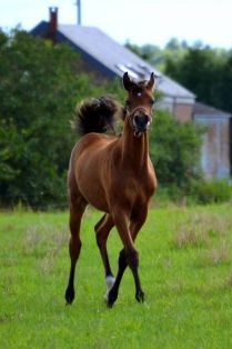 Maïla F - Tibet x Monserrat (Namaz) bred by Faber Arabians