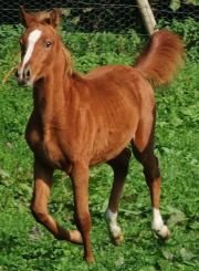 AF Paparrazzi (Vestival x Fine Addition (Muscat)