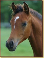 AF Fine Musca - MM Sultan x Fine Addition (Muscat)