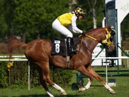 AF Pompey - AF Cupido x Fine Addition (Muscat)