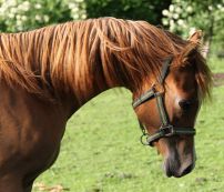 Alias F - Papillon x Azzell (Abakan)