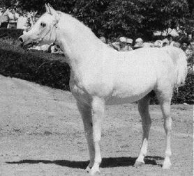 Aswan - Nazeer x Yosreia 