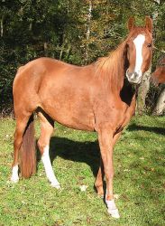 WMR Fine Addira - Aparan x Fine Addition (Muscat)