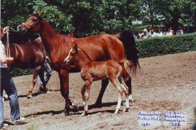 Amunitia - Antey x Malta (Topol)