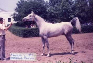 Anapa - Naslednik x Pustota (Aswan)