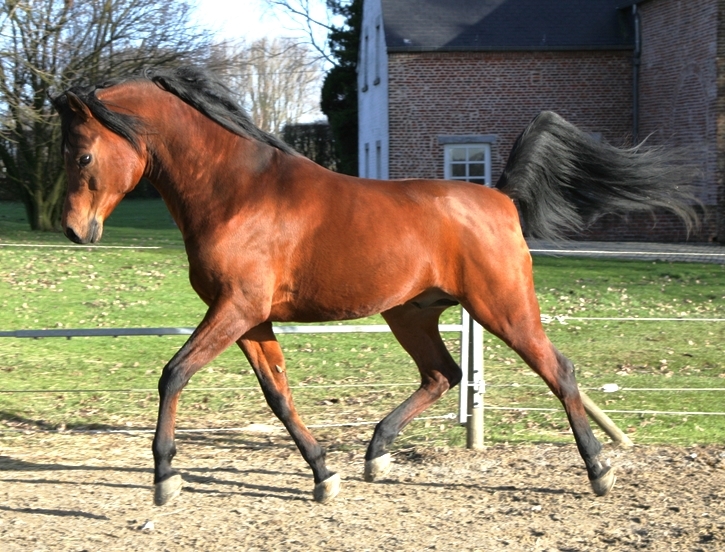 Tibet DE - Kubinec x Nikita (Narav Ibn Aswan)