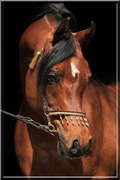 Tibet DE - Kubinec x Nikita (Narav Ibn Aswan)