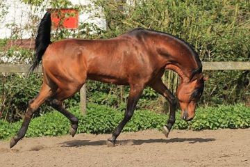 Tibet DE - Kubinec x Nikita (Narav Ibn Aswan)