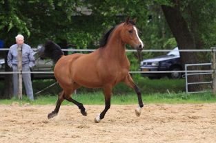 AF Fine Bayla - Kubay Khan x Fine Addition (Muscat)
