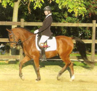 HB Kheops, belgian champion by Tibet