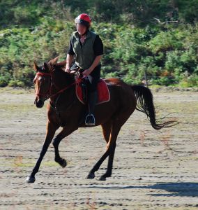 Lady Elena - Tibet x thourougbred mare