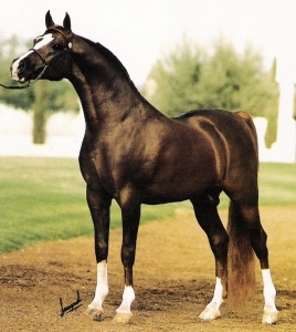Muscat - Salon x Malpia (Priboj)