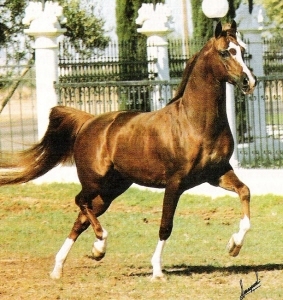 Muscat - Salon x Malpia (Priboj)