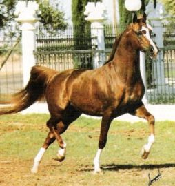 Muscat - Salon x Malpia (Priboj)
