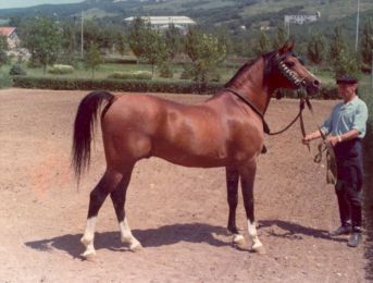 Nabeg - Arax x Nomenklatura (Naseem)