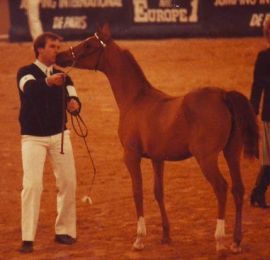 Nemesis - Menes x Nanuk (Nabeg)