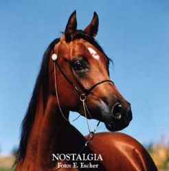 Nostalgia - Neman x Neposa (Kilimandscharo)