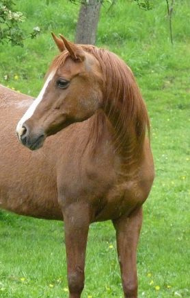 Fine Addition - Muscat x Nemesis (Menes)