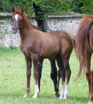 Alias F - Papillon x Azzell (Abakan)