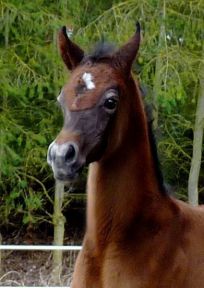 Prezaj F - Tibet x Pokupka (Drug) bred by Faber Arabians