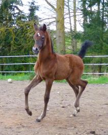 Prezaj F - Tibet x Pokupka (Drug) bred by Faber Arabians