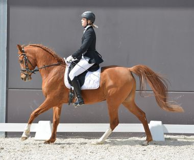 HB Khaled, Belgian champion by Tibet