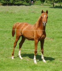 Azzlan F - MM Sultan x Azzell (Abakan)