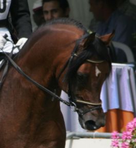 Tibet DE - Kubinec x Nikita (Narav Ibn Aswan)