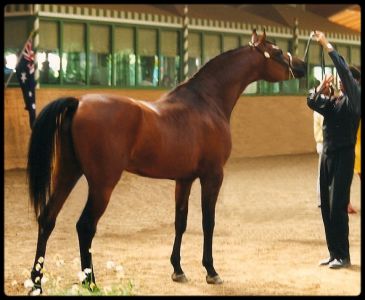 Tibet DE - Kubinec x Nikita (Narav Ibn Aswan)